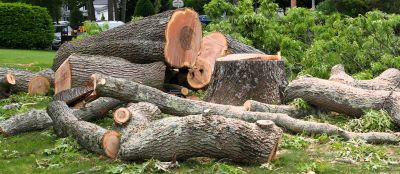 Tree Replacement Costs